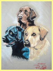Portrait of animals (especially a portrait of a dog) in pastel