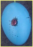 Painted Goose Egg - cat and beetle (sold)