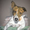 Jack Russell Terrier - Hundeportrait von Petra Rick 2009 - Pastell