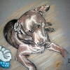Schoko - Hundeportrait von Petra Rick 2010 - Pastell